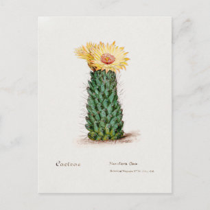 Cartão Postal Ilustração do Cactus de Colmeia de Vintage