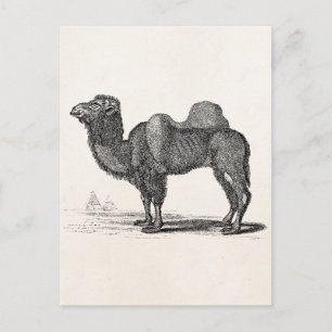 Cartão Postal Ilustração do Camelo Vintage 1800s - Camelos