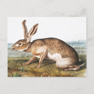 Cartão Postal Ilustração do Coelho da Lepus Texianus