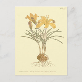 Cartão Postal Ilustração do Crocus de Tecido de Ouro