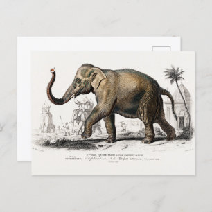 Cartão Postal Ilustração do Elefante Asiático Vintage 1892
