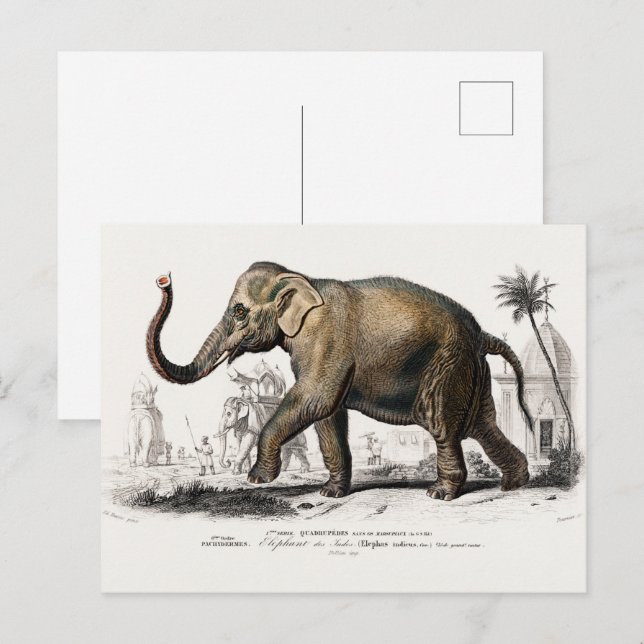 Cartão Postal Ilustração do Elefante Asiático Vintage 1892 (Frente/Verso)