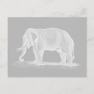 Cartão Postal Ilustração do Elefante Branco Vintage 1800s