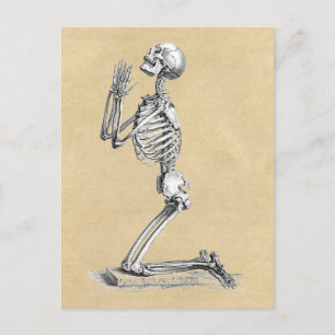 Cartão Postal Ilustração do Esqueleto de Anatomia