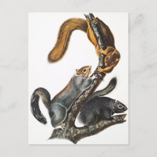 Cartão Postal Ilustração do Esquilo Gato (Sciurus cinereus)