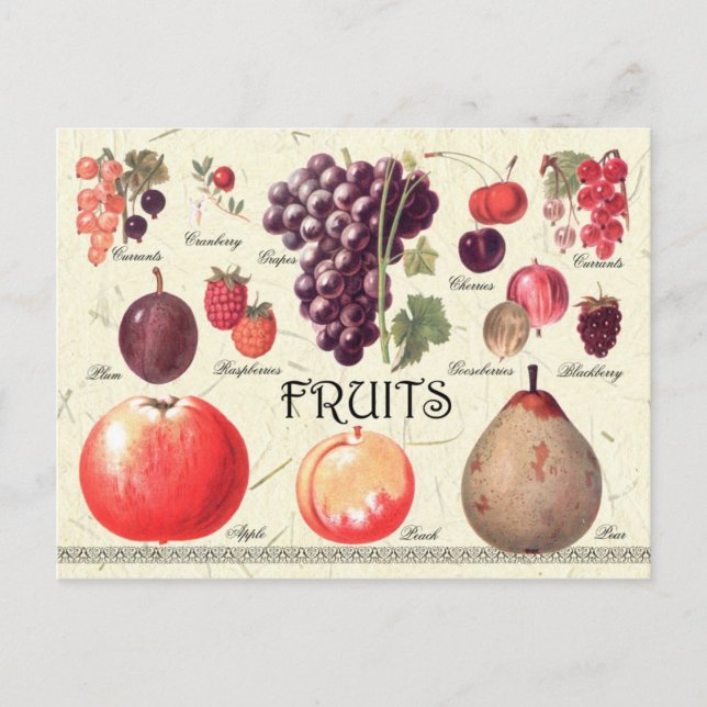 Cartão Postal Ilustração do Fruta (Frente)