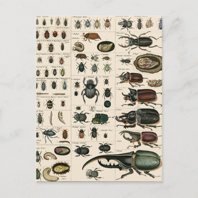 Cartão Postal Ilustração do Fusca Vintage (Frente)