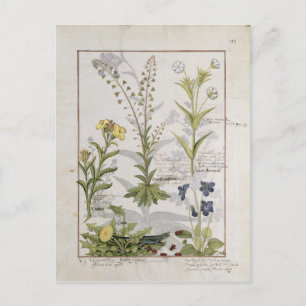 Cartão Postal Ilustração do 'Livro de Medicinas Simples' 2