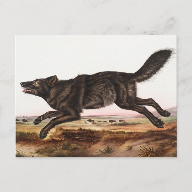 Cartão Postal Ilustração do Lobo Negro-Americano (Canis lupus) (Frente)