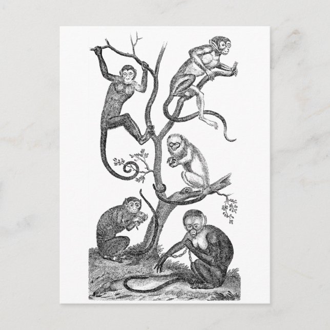 Cartão Postal Ilustração do macaco-da-safra - Macacos da década  (Frente)