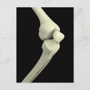 Cartão Postal Ilustração Do Osso Do Joelho, Curva
