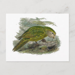 Cartão Postal Ilustração do Papagaio Verde Kakapo