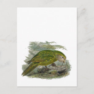 Cartão Postal Ilustração do Papagaio Verde Kakapo