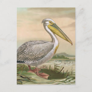 Cartão Postal Ilustração do pássaro da Vintage Pelican branco