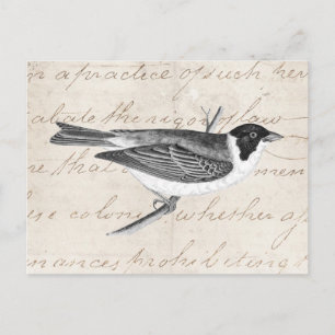 Cartão Postal Ilustração do pássaro de música vinda - Aves d