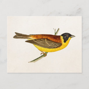 Cartão Postal Ilustração do pássaro de música vinda - Aves do sé