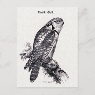 Cartão Postal Ilustração do Pássaro Hawk Owl Vintage