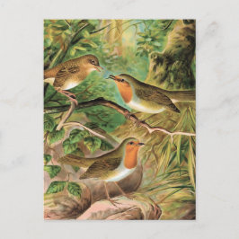 Cartão Postal Ilustração do Pássaro Robin Vintage Europeu