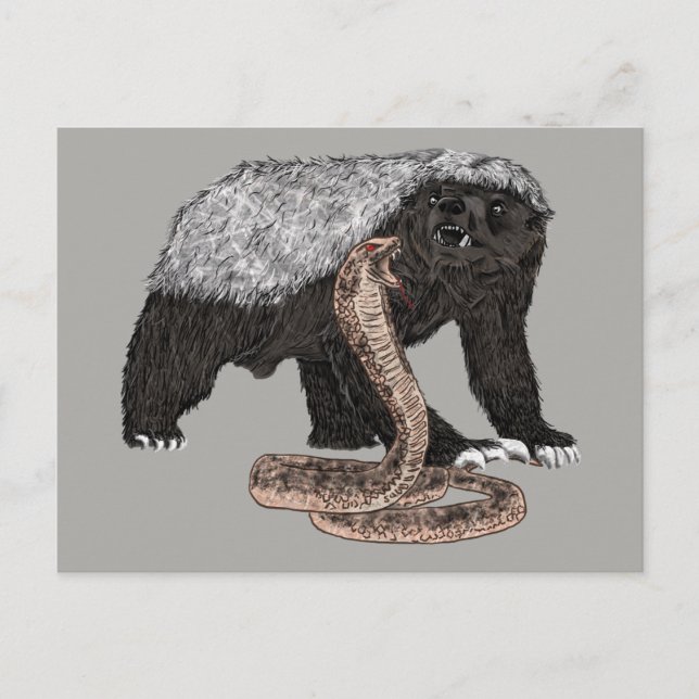 Cartão Postal Ilustração do texugo-mel versus cobra  (Frente)