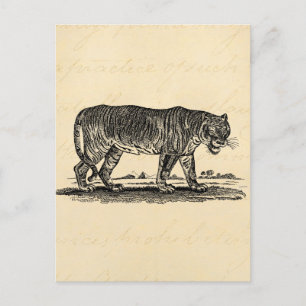Cartão Postal Ilustração do Tigre Vintage - Africano do Tigres