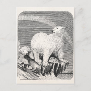 Cartão Postal Ilustração do Urso Polar 1800s Ártico