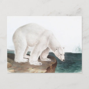 Cartão Postal Ilustração do Urso Polar (Ursus maritimus)