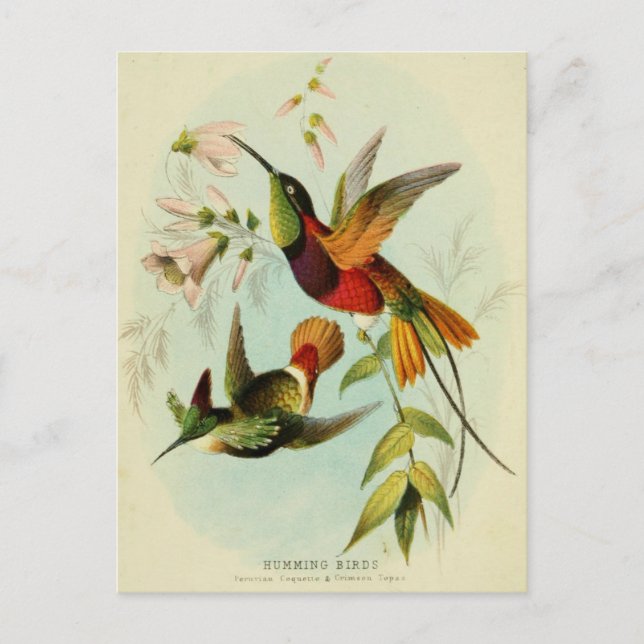 Cartão Postal Ilustração do Vintage Hummingbird (Frente)