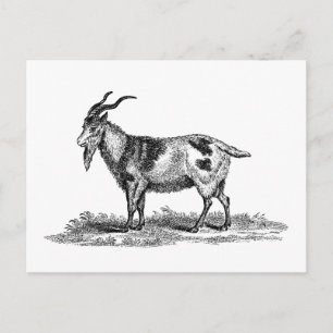 Cartão Postal Ilustração doméstica de cabra da Vintage - Capr