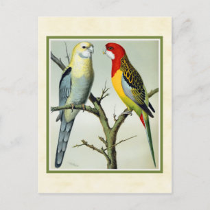 Cartão Postal Ilustração dos periquitos Vintage Rosella