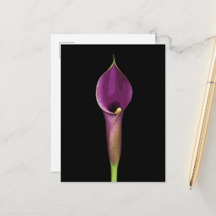 Cartão Postal Ilustração Elegante de Copo-de-Leite Roxo