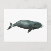 Ilustração em aquarela da baleia-da-groenlândia
