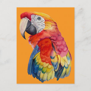 Cartão Postal Ilustração em Aquarela de Papagaio Colorido