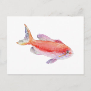 Cartão Postal Ilustração em Aquarela do Peixe Anthias Carberryi