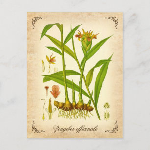 Cartão Postal Ilustração Ginger - vintage