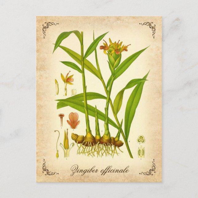Cartão Postal Ilustração Ginger - vintage (Frente)