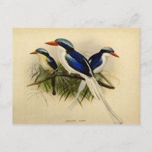 Cartão Postal Ilustração martin pêcheur