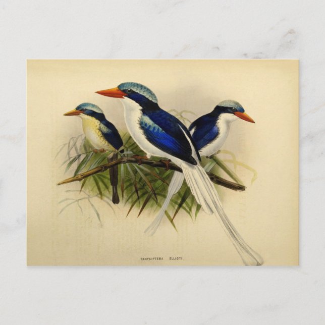 Cartão Postal Ilustração martin pêcheur (Frente)