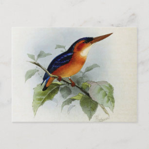 Cartão Postal Ilustração martin pêcheur