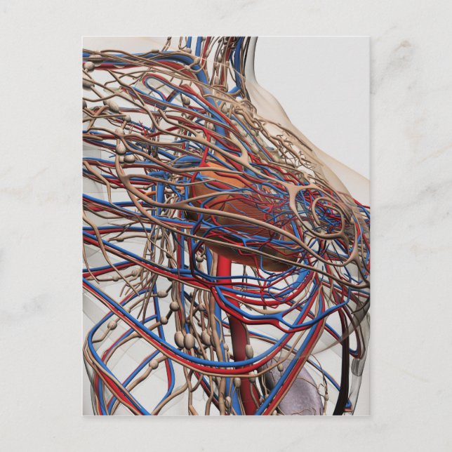 Cartão Postal Ilustração Médica Das Artérias Mamárias (Frente)
