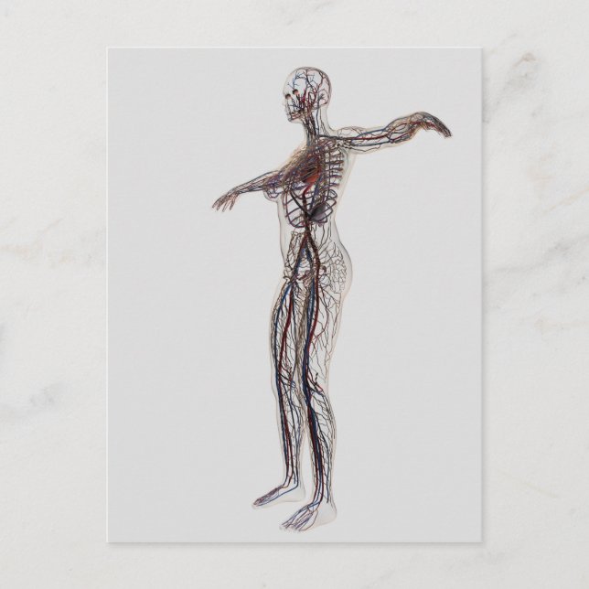 Cartão Postal Ilustração Médica De Artérias Femininas, Veias (Frente)