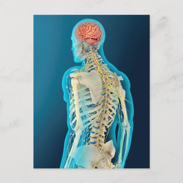 Cartão Postal Ilustração Médica Do Cérebro Humano E Do Cérebro (Frente)