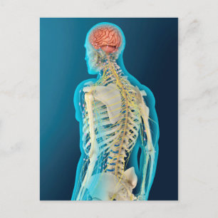 Cartão Postal Ilustração Médica Do Cérebro Humano E Do Cérebro