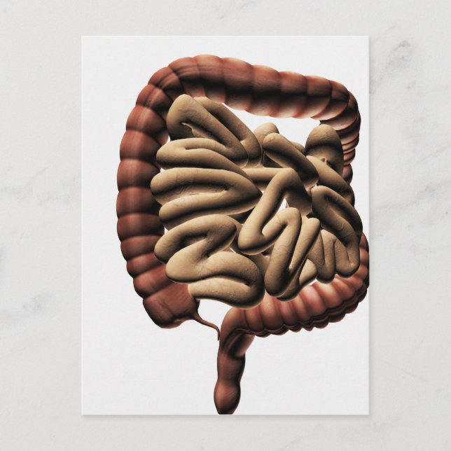 Cartão Postal Ilustração Médica do Intestino Grosso (Frente)