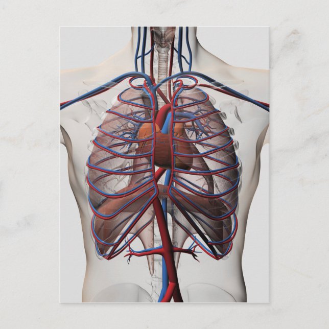 Cartão Postal Ilustração Médica Do Peito Masculino (Frente)