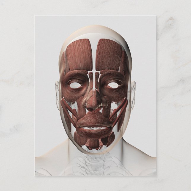 Cartão Postal Ilustração Médica Dos Músculos Faciais Masculinos (Frente)