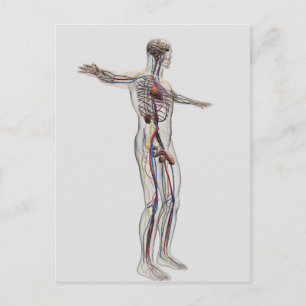 Cartão Postal Ilustração Médica: Sistema de Reprodução Masc