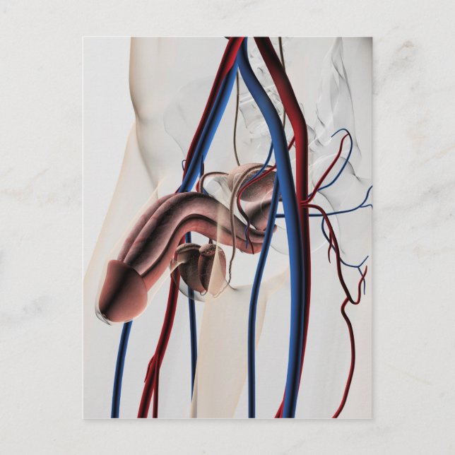 Cartão Postal Ilustração Médica: Sistema de Reprodução Masculino (Frente)