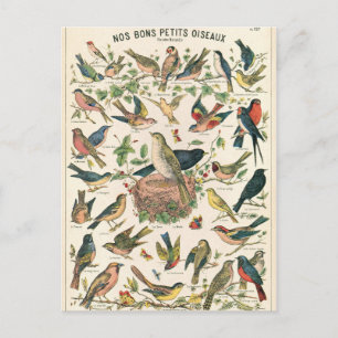 Cartão Postal Ilustração n.os bons petits oiseaux