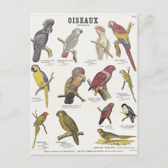 Cartão Postal Ilustração oiseaux (Frente)