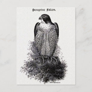 Cartão Postal Ilustração Peregrine Falcon Vintage Bird